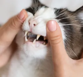Gigi Kucing Copot? Kenali Penyebab dan Cara Merawatnya