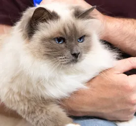 3 Cara Mengobati Kucing Luka Karena Berkelahi