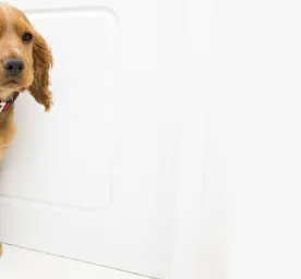 Grooming Your Puppy - All Your Questions Answered
