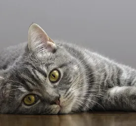Hal yang Perlu Diketahui Tentang Steril Kucing