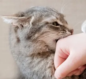 Hentikan Kebiasaan Kucing yang Suka Menggigit dengan 