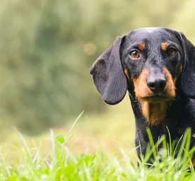 Hound Dogs Everything You Need to Know