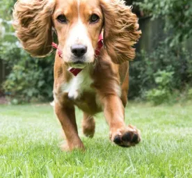 How to Exercise Your Puppy