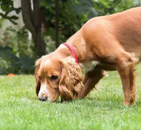How to Start Scent Training for Puppies