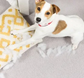 How to Stop Puppy Biting Mouthing and umping up