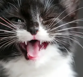 /artikel/kucing/kesehatan/gejala/gusi-sehat
