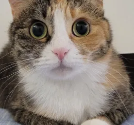 Temukan Nama Kucing Lucu Korea yang Unik dan Menggemaskan