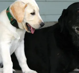 Introducing Your New Dog to a Cat or an Older Dog