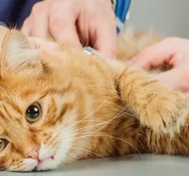 Ciri Ciri Kucing Keracunan : Jangan Panik!