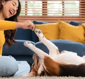 Kenali Berbagai Jenis Anjing Peliharaan: Mana yang Cocok untuk Anda?