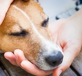 Kenali Leptospira pada Anjing