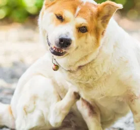 Kenali dan Atasi Penyakit Kulit Anjing Tips dan Trik yang Bisa Dilakukan