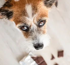 Kenapa Anjing Tidak Boleh Makan Coklat?