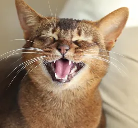 Kenapa Kucing Mengeong Terus?