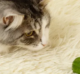 Kenapa Kucing Takut Timun?