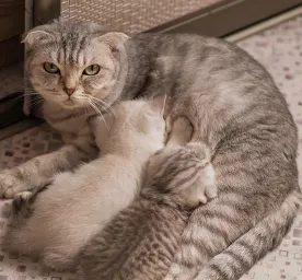Ketahui Berapa Lama Kucing Menyusui Sebelum Memberi Makan Anak Kucing