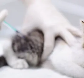 Ketahui Syarat dan Efek Samping Vaksin Kucing