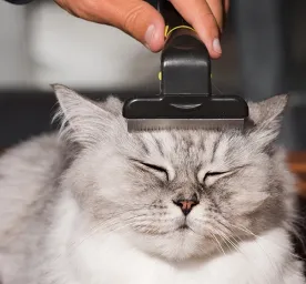 Ketombe Kucing: Berikut Hal yang Perlu Diperhatikan