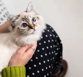 4 Penyebab Kucing Mencret dan Pertolongan Pertama yang Bisa Dilakukan