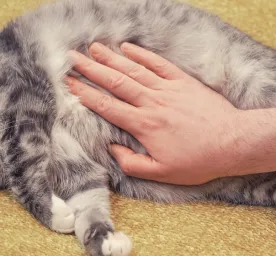 Kucing Cacingan: Kenali Hal Berikut