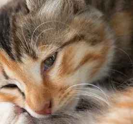Kucing Cacingan, Penyebab Kucing Diare yang Perlu Diperhatikan