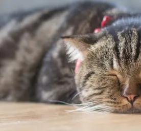 Kucing Muntah Makanan? Berikut Penjelasannya!