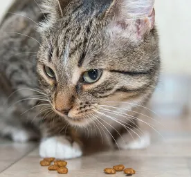 Kucing Muntah Makanan Sendiri? Yuk Ketahui Penyebabnya!