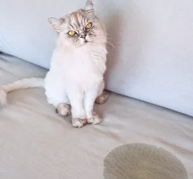 Kucing Pipis Terus? Simak Penjelasannya