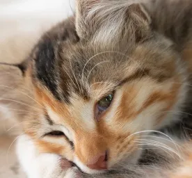 Kucing Sakit Perut? Begini Penyebabnya!