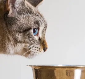 Kucing Tidak Mau Makan: Penyebab dan Cara Mengatasinya