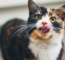 Kucing Tidak Mau Makan, Bolehkah Kucing Makan Nasi?