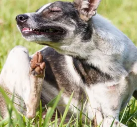Kulit Anjing Menghitam? Ini Penyebab dan Cara Mengatasinya