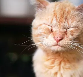Kulit Kucing Mengelupas? Simak Penjelasannya!