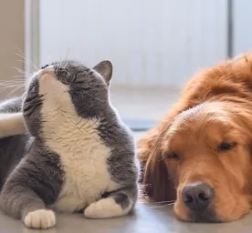 Kutu Anjing dan Cara Menghilangkannya