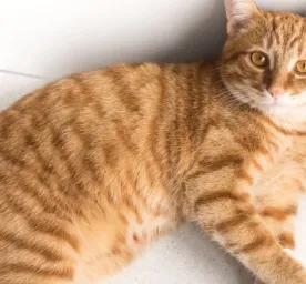 Langkah Efektif Mengobati Kaki Kucing yang Pincang: Panduan untuk Pemula