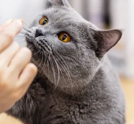 Makanan Kesukaan Kucing
