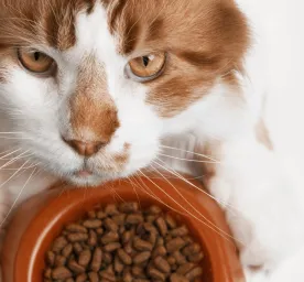 Makanan Kucing Dewasa dan Hal-hal yang Harus Diperhatikan