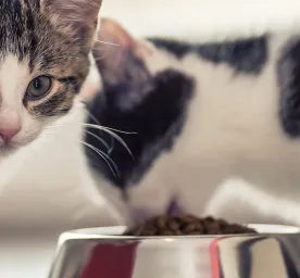 Makanan Kucing Friskies: Favorit Setiap Kucing