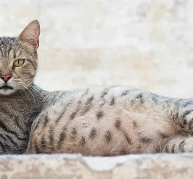 Makanan Kucing Hamil