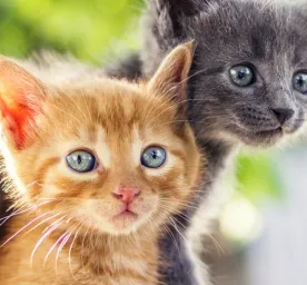 Makanan Kucing Kecil: Tips dan Panduannya