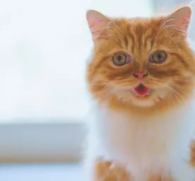 Makanan Kucing Persia dan Perawatannya