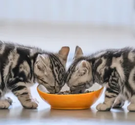 Makanan Kucing Umur 2 Bulan