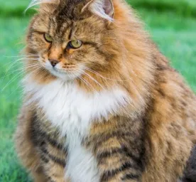 Masa Kehamilan Kucing Panduan Merawat Ibu dan Anak Kucing dengan Tepat