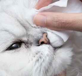 Mata Kucing Berair: Penyebab & Cara Mengatasinya