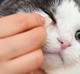 Mata Kucing Berselaput: Penyebab dan Cara Menyembuhkannya