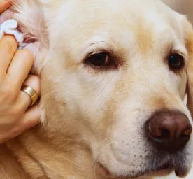 Mengatasi Alergi Kulit pada Anjing: Solusi Praktis Agar Anjing Lebih Nyaman