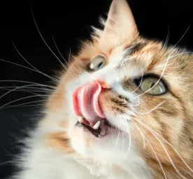 Mengenal Tingkah Laku Kucing: Apa yang Ingin Ia Sampaikan? 