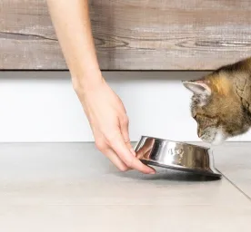 4 Alasan Memberikan Pet Food untuk Kucingmu