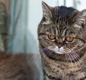 Trik Mengatasi Kucing Sakit yang Tidak Mau Makan: Solusi untuk Pemilik Kucing