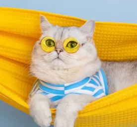 Panduan Lengkap Perawatan Kucing: Tips Menjaga Kucing Tetap Sehat dan Bahagia